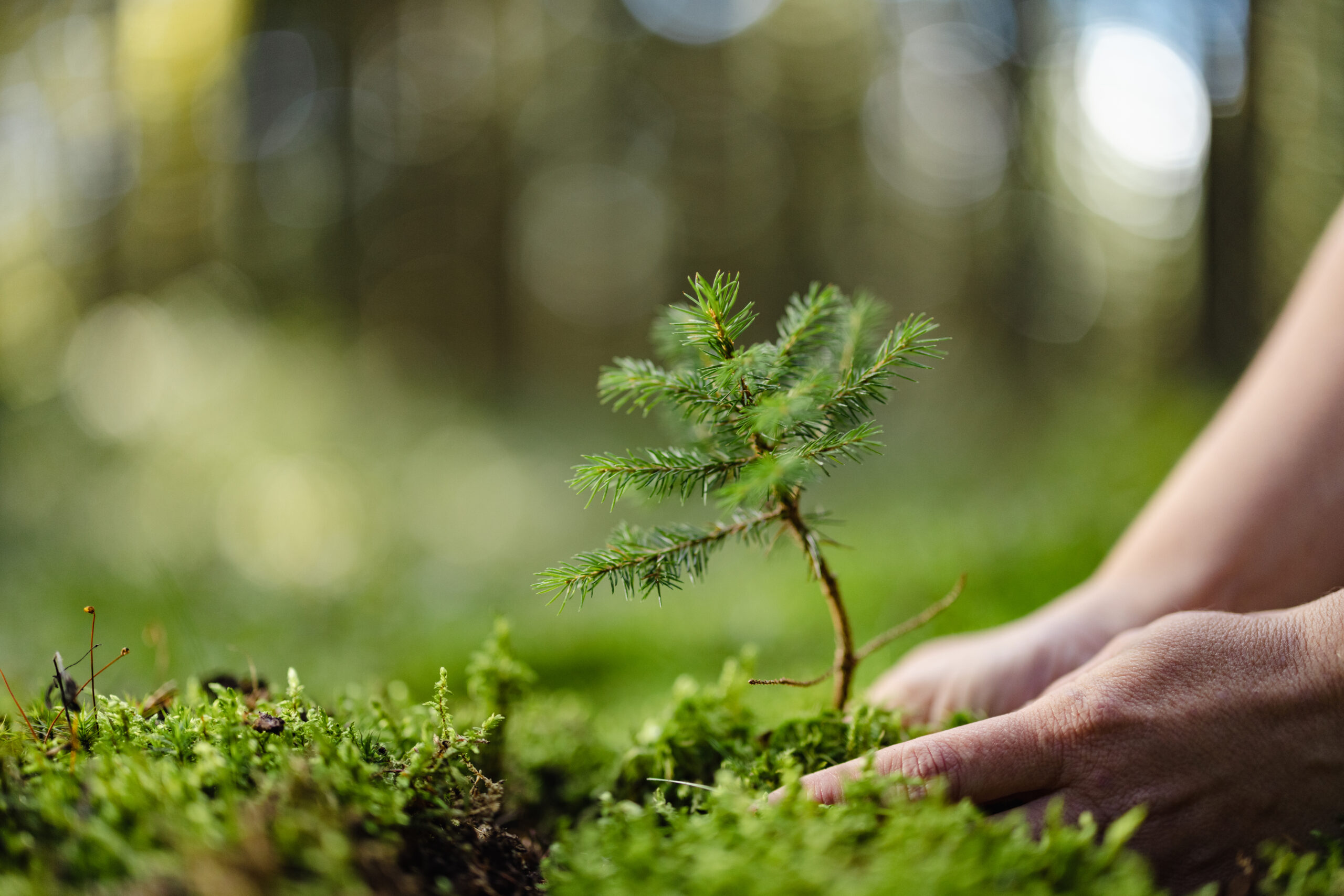 Baum pflanzen
